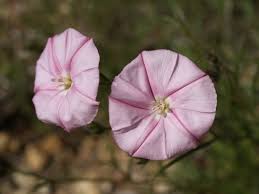 Image result for Convolvulus goyderi