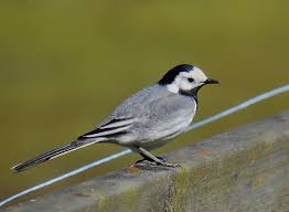 Horen Sie Die Bachstelze Auf Deutsche Vogelstimmen De Welches Eine Umfassende Sammlung An Deutschen Vogelstimmen Ist Fun Deutsche Vogel Vogel Im Garten Tiere