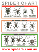 Spider Identification Chart Venomous Or Dangerous