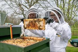 Members of Portsmouth and District Beekeeping Association say 'beekeeping  exploded' during lockdown and are set to hold first convention of the year  at Trafalgar School in Portsmouth