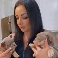 FRENCH BULLDOG & ENGLISH BULLDOG STUDS & PUPPIES