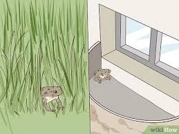 In most cases, snakes inhabit burrows that have been abandoned my other animals, such as small mammals, gopher tortoises, and other vertebrates. How To Find Toads With Pictures Wikihow