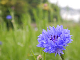 Downloads sivaram karenti gambar : Foto Gratis Bunga Violet Biru Rumput Musim Semi Alam Hippopx
