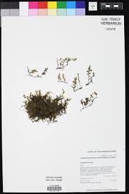 Image result for Crepidomanes chevalieri