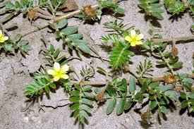 Image result for Tribulus terrestris