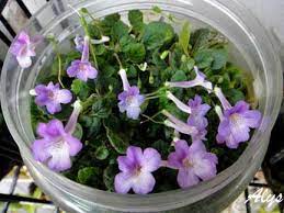 超迷你岩桐種植法 plants