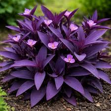 Image result for Tradescantia pallida
