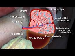 Milz Trailer Schulfilm Biologie Youtube
