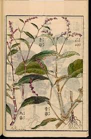 Image result for Persicaria madagascariensis