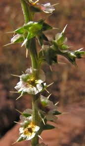 Image result for Salsola