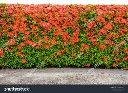 Image result for Ixora coccinea