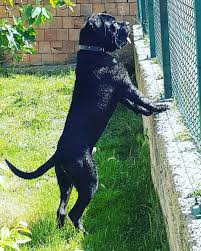 Canecorsolovers Canecorsoturkiye Canecorso Canecorsomania Cane Italianmastiff Samsun Turkiye Dog Instagood In 2020 Dogs