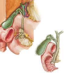 Learn vocabulary, terms and more with flashcards, games and other study tools. Chapter 10 Gallbladder And Biliary System Diagram Quizlet
