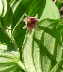 Image result for Streptopetalum