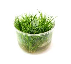 Image result for Eleocharis minima
