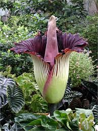 15 Unusual Flowers Of The World Strange Flowers Unusual Flowers Smelling Flowers