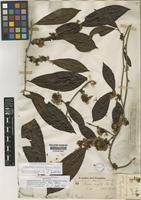 Image result for Vernonia conferta