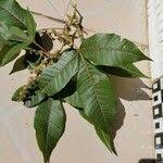 Image result for Allophylus abyssinicus