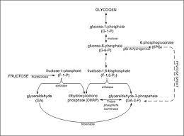 Fructolysis Wikipedia