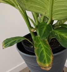 Brown wrinkly leaves most often indicate too little water at some point. Dieffenbachia Leaf Edges Brown And Ripped