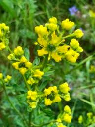 Che rende favorevole il loro sboccio. Fiori A Grappoli Gialli Verdognoli Come Si Mette Il Copripiumino Quando Trovare Le Soluzioni A Un Cruciverba Diventa Troppo Difficile Non C E Da Vergognarsi Nel Cercarle Online
