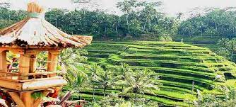 Sawah Terasering Tegalalang Ubud Tiket Lokasi Rute Jalan Daya Tarik
