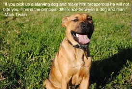 25 Inspiring Quotes For People Who Love Animals Animal Cruelty Quotes Animal Quotes Animal Abuse Quotes