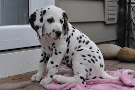 Pet groomer in stockton, california. Pin On Our Fine Canines
