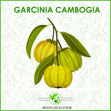 Image result for Garcinia acutifolia