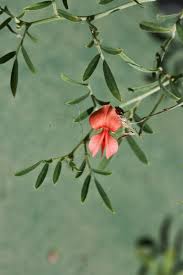 Image result for Indigofera demissa