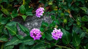 Image result for Lantana angolensis