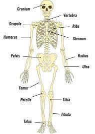 Human skeleton, the internal skeleton that serves as a framework for the body. The Human Skeleton Bones Structure Function Teachpe Com