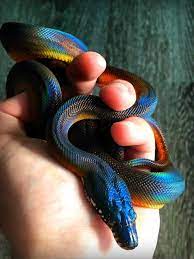 Rainbow Snake Interestingasfuck Rainbow Snake Snake Pet Snake