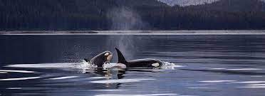 These hidden gems in san juan islands may have limited interaction with crowds The Best Places To Whale Watch From Shore On San Juan Island Lakedale
