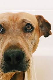 Pets Home Dogs Have Their Own Showers Now And We Really Want One In Our House Dogs Pets Animal Room