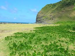 Image result for Vigna comosa