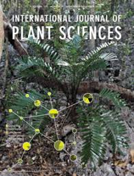 Image result for Adenodolichos punctatus