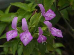 Image result for Pycreus flavidus