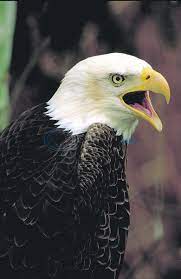 Breeding populations occur primarily in the eastern half of the state and along coastal counties from rockport to houston. Eagles Find A Winter Home In East Texas Texas All Outdoors Tylerpaper Com