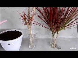 8 How To Propagate Dracaena Colorama Marginata Cuttings By Water And Soil Youtube Marginata Plant Plants Grown In Water Draceana Plant