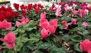 Maybe you would like to learn more about one of these? Cyclamen Care Backbone Valley Nursery