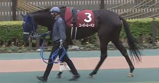 20日に 中山競馬場 で行われたフラワーc (3歳・牝・giii・芝1800m)で3着のユーバーレーベン (牝3、美浦・ 手塚貴久 厩舎)は、4月11日に 阪神競馬場 で行われる 桜花賞 (3歳・牝・gi・芝1600m)ではなく、4月25日に東京競馬場で行われるフローラs (3歳・牝・gii・芝2000m)を本線に調整を進めていく。 Jar6zhgyjgmam