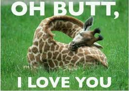 I Like Big Buts And I Cannot Lie Animal Captions Funny Animal Pictures Giraffe