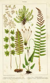 Image result for Schizaea pectinata