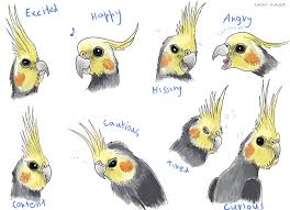 Cockatiel Expressions By Kanis Major On Deviantart Pet Birds Cockatiel Funny Birds