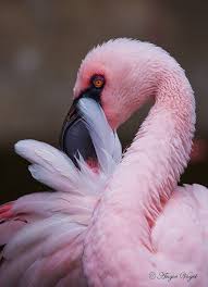 Lesser Flamingo Pink Flamingos Flamingo Pictures Flamingo Art