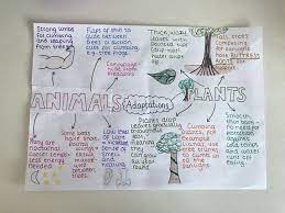 Gcse Geography Aqa Tropical Rainforests Adaptations Gcse Geography Plant Adaptations Geography