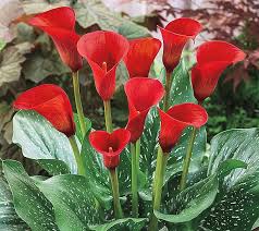 Barbara King 3 Piece Red Alert Calla Lily Qvc Com Lily Flower Calla Lily Bulbs Lily Plants