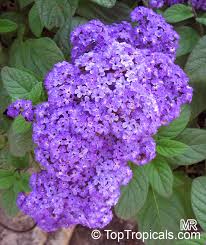 Image result for Heliotropium lineare