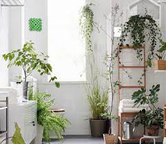 de leukste planten voor in de badkamer tuincentrum pelckmans